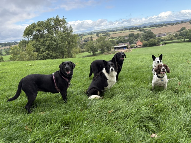 Countryside Walks